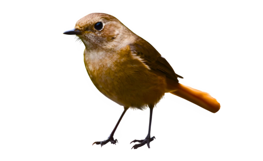 птица-печник